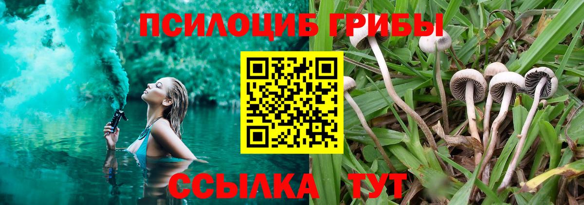 Владимир  Псилоцибиновые грибы прущие грибы  Вход с VPN 